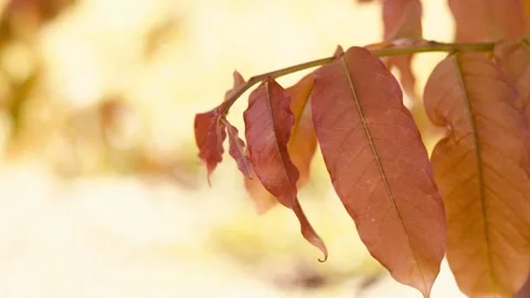 Yellow leaf on blur background in summer Stock Footage 170756639