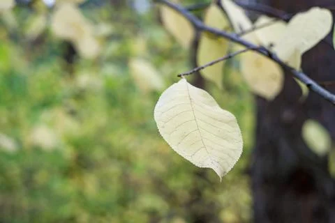 Yellow leaf on a branch background highly blurred selective focus Stock Photos