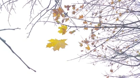 A yellow leaf on a branch flutters in the wind Video stock 319858316