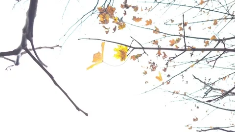 Yellow leaf on a branch Stock Footage 319858342