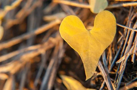 Yellow leaf on a branch Stock Photos