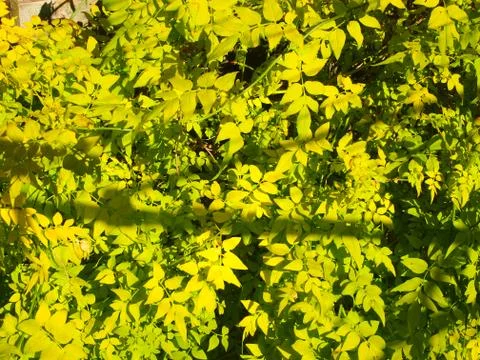 Yellow Leaf Bush 写真素材