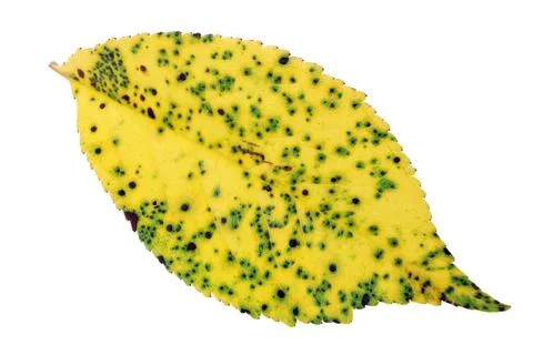 Yellow leaf of cherry tree in dots from fungal disease isolated Yellow lea... Stock Photos