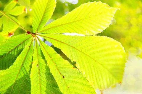 Yellow leaf of chestnut Stock Photos