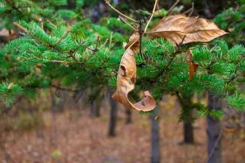 Yellow leaf on christmas pine tree branch background. Seasonally autumn - win Stock Photos