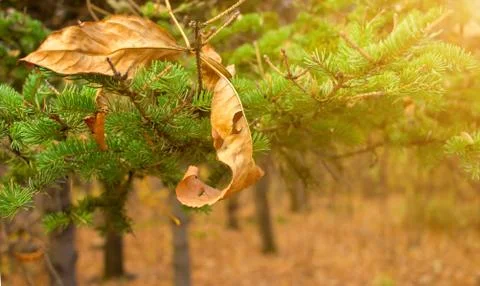 Yellow leaf on christmas pine tree branch background. Seasonally autumn - win Stock Photos