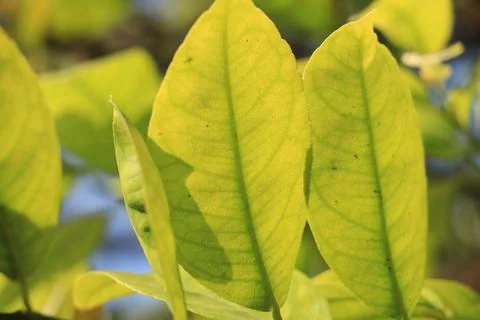 Yellow leaf close up in garden. Stock Photos