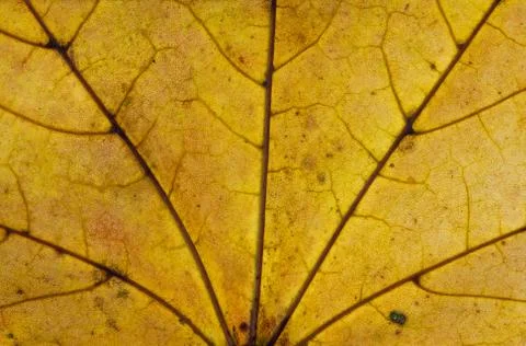 Yellow leaf close-up Stock Photos