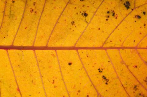 Yellow leaf close-up Stock Photos