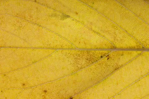 Yellow leaf close-up Stock Photos