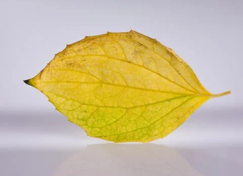 Yellow leaf close-up Stock Photos