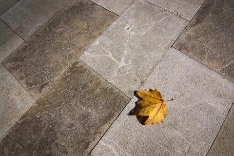 Yellow leaf on concrete background Stock Photos