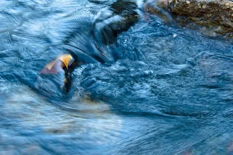 Yellow Leaf in a Creek Stock Photos