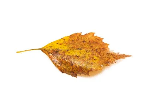 Yellow leaf with dew drops, isolated on white background Stock Photos