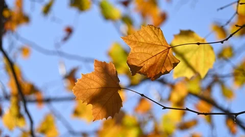 Yellow leaf in early winter Stock Footage 322512149