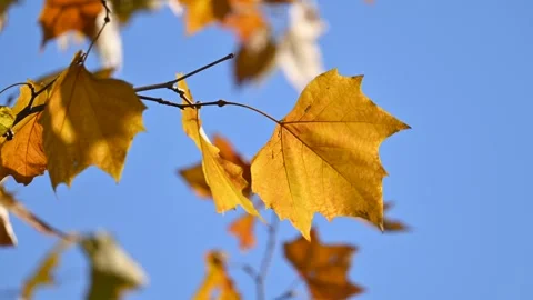 Yellow leaf in early winter Stock Footage 322512270