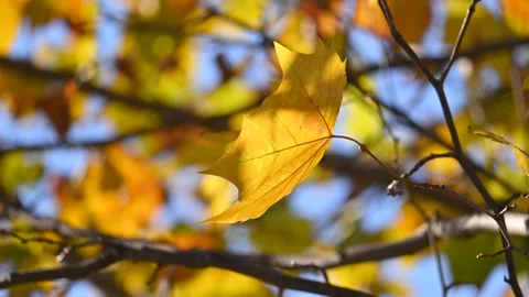 Yellow leaf in early winter Stock-Footage 322512274