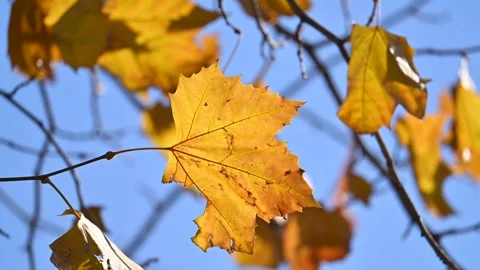 Yellow leaf in early winter Stock-Footage 322512276