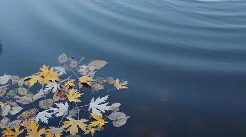 Yellow leaf fall in the autumn cold water. Beautiful Autumn background Stock Footage 59085218