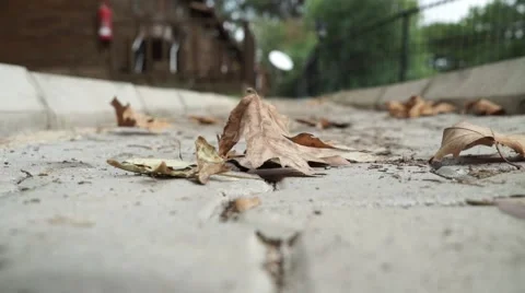 Yellow Leaf &amp; Fall Leaves Stock Footage 68996008