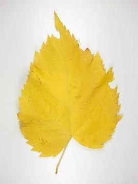 Yellow leaf in fall Stock Photos