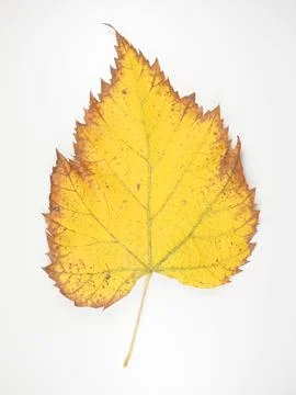 Yellow leaf in fall Stock Photos