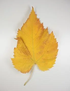 Yellow leaf in fall Foto stock