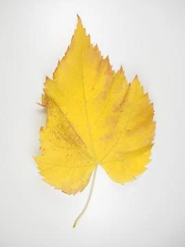 Yellow leaf in fall Stock Photos