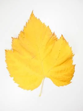 Yellow leaf in fall Stock Photos
