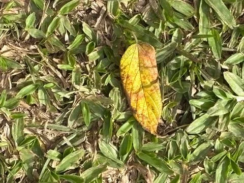 Yellow Leaf Fallen on the Grass Stock Photos