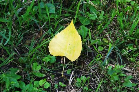 Yellow leaf fallen to the ground, forecasting the Autumn coming soon. Stock Photos