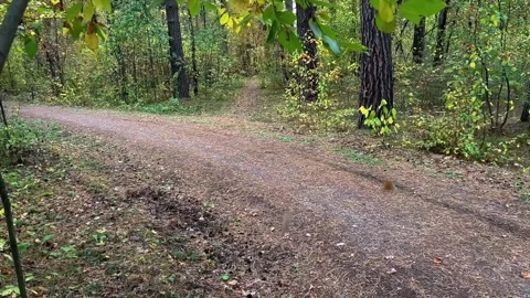 Yellow leaf falling on a path in a forest Stock Footage 314564320