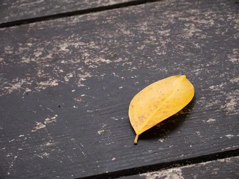 A yellow leaf falling on the sidewalk Stock Photos