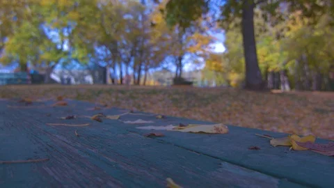 Yellow Leaf Falling on Top of a Park Bench on a Sunny Day Stock Footage 97723114
