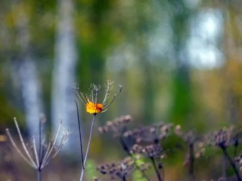 Yellow leaf fell on the grass Stock Photos