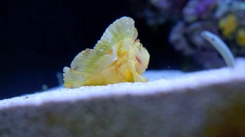 Yellow Leaf fish in Lisbon oceanarium. Stock Footage 182330319