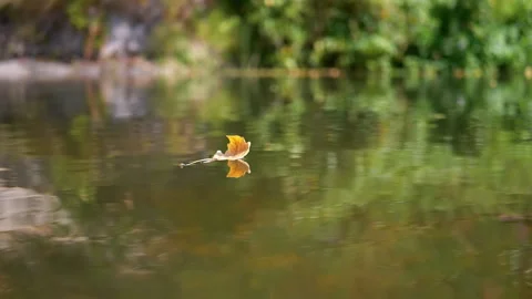 Yellow Leaf Floating, Autumn River Stock Footage 293269941