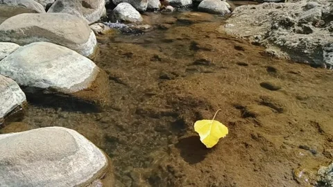 Yellow leaf floating gently downstream on a clear river pool in slow motion Stock Footage 342965151