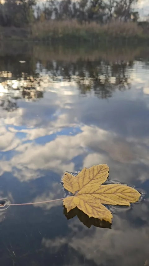 Yellow Leaf Floating on the Lake Stock Footage 321829875