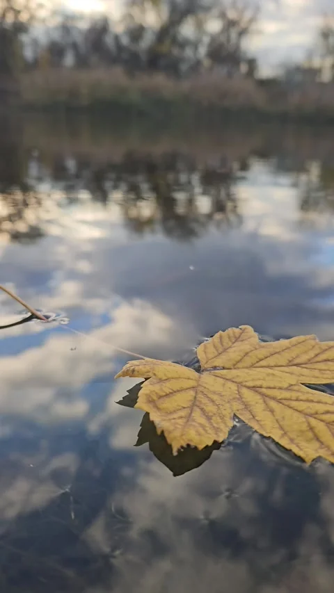 Yellow Leaf Floating on the Lake Stock Footage 321829880