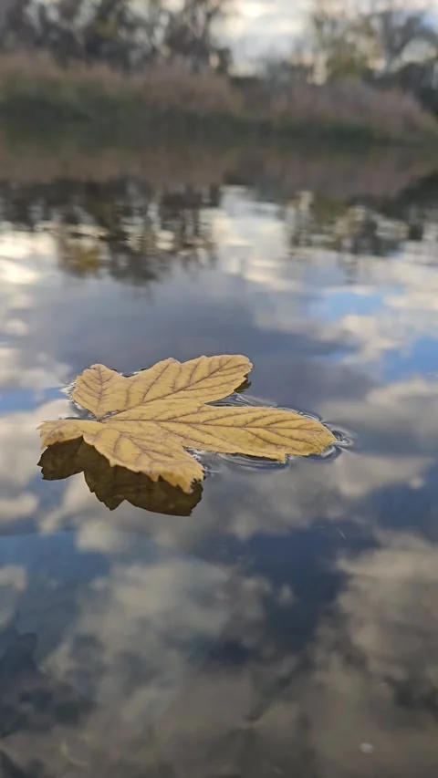 Yellow Leaf Floating on the Lake Stock Footage 321829882