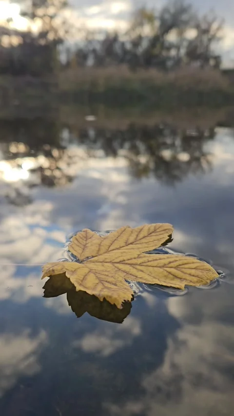 Yellow Leaf Floating on the Lake Stock Footage 321829889