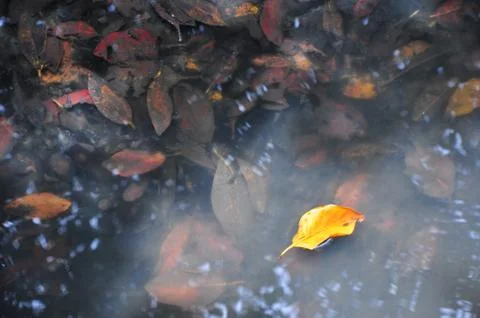 Yellow leaf floating on water Stock Photos