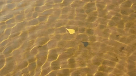 Yellow leaf floats in clear water over golden sandy bottom Stock Footage 147750892