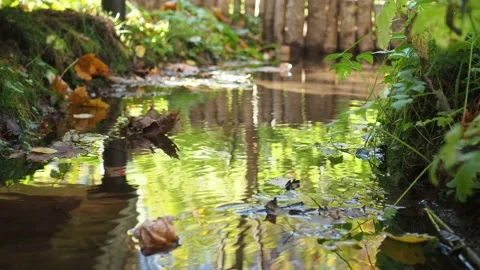 A yellow leaf floats down the stream. maple leaves fall into the water. autumn Stock Footage 167278014