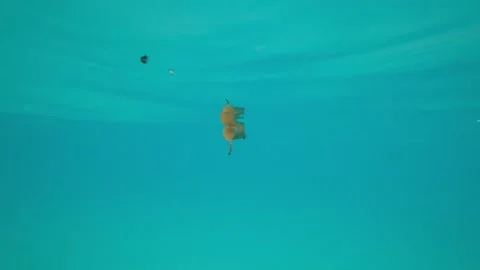 A yellow leaf floats underwater in the rays of sun Video stock 191969221