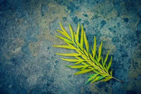 Yellow Leaf on floor Stock Photos