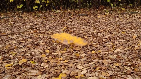 A yellow leaf flutters in the wind against an autumn backdrop Stock Footage 319858806