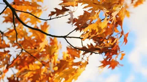 Yellow leaf Stock Footage 8947009