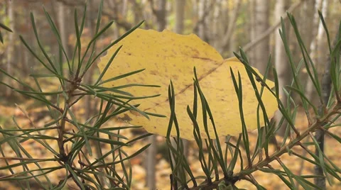 Yellow leaf Stock Footage 28504319